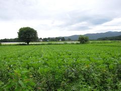 山梨：高原へいらっしゃい！（その２）　野辺山ＪＲ最高地点～平沢峠へ