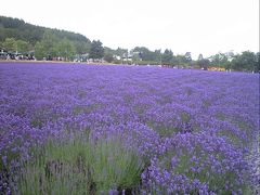 札幌で３泊　札幌・小樽・富良野へ　