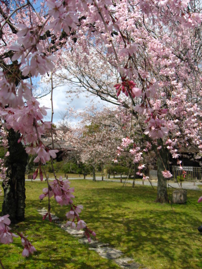 今回の目的はアートを見に行くこと。桜をみること。<br />の２つ！<br />時間があれば、観光も。という日帰り京都旅です。