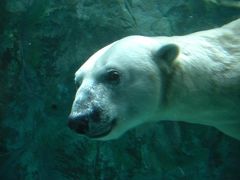 メインの旭山動物園♪