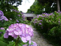 あじさいの名所へ～本光寺～