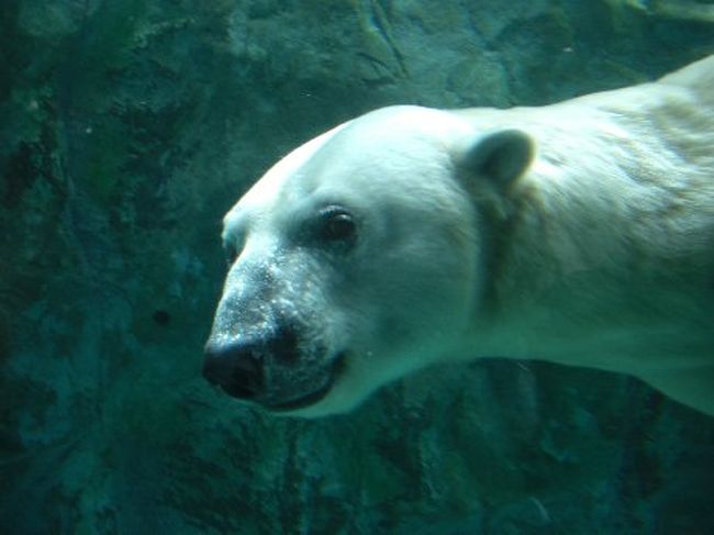 初めての北海道。<br />今回の旅行のメインはやっぱり旭山動物園！<br />おばぁちゃん（母）と息子（６歳）と親子３世代ではるばる行ってきました。<br />楽しかった〜〜〜♪<br />ツアーで「たっぷり４時間滞在」というのに惹かれましたが、４時間じゃ足らないっ！（笑）<br />また絶対に行きたい場所です。<br />