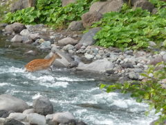 北海道の鹿・・・川渡り