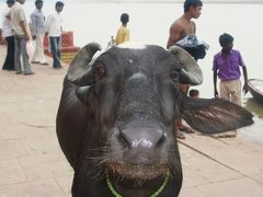 《 インド part6 》 バラナシ①