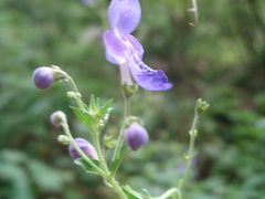 秋の訪れ～京都府立植物園～2009