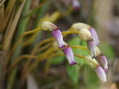 青空に誘われて京都府立植物園へ～　Part 2  ナンバンギセルに逢えました！しかもオフ会まで(*^^)v