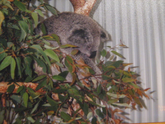 ＝〔2月12日〕＝＝＝＝＝＝＝＝＝＝＝＝＝＝＝＝＝＝<br />シドニーの中心からほど近い、タロンガ動物園は便利だが郊外の動物園に行けば柵に入っていない動物たちが見れるということで、市内から電車とバスを乗り継ぎオーストラリアン・ワイルド・ライフパークへ。ここではもちろん柵はあるのだが動物によっては自分も柵内に入れる。<br /><br />オーストラリアと言えばカンガルーとコアラ。カンガルーの柵内には自分も入って戯れることができる。放し飼いなので触ることもできるし、並んで写真を撮ることも可能だ。夜行性のコアラは寝っぱなしだったが中国人が傘で突っついたので仕方ないなあという感じで動いた。動く姿を見れたのはいいがコアラも大変だ・・・。<br /><br /><br />〓写真〓<br />エミュー<br />http://photozou.jp/photo/photo_only/163258/6740990?size=1024<br /><br />http://photozou.jp/photo/photo_only/163258/6740989?size=1024<br /><br />コアラ<br />http://photozou.jp/photo/photo_only/163258/6740987?size=1024<br /><br /><br /><br />＝〔2月13日〕＝＝＝＝＝＝＝＝＝＝＝＝＝＝＝＝＝＝＝＝＝<br /><br />シドニーのシンボル的なハーバーブリッジ。この橋のアーチ部分を登るツアーがあり、興味をひいたがなにしろご存知の通り、お金がないので断念。代わりにパイロンルックアウトと呼ばれるハーバーブリッジの橋げたに登った。けっこう階段で疲れたけどシドニーの街を端から見れるいいところだった。そのあとはミセスマックォーリーズポイントと言うオペラハウスとハーバーブリッジが一緒に見られる、ガイドブックなどでおなじみの場所へ。時間があったのでここでしばらくボーっとした。<br /><br /><br />〓写真〓<br />パイロンルックアウトから<br />http://photozou.jp/photo/photo_only/163258/6740976?size=1024<br /><br />ハーバーブリッジとオペラハウス<br />http://photozou.jp/photo/photo_only/163258/6740983?size=1024<br /><br />