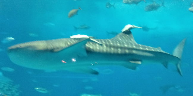 沖縄旅行記２日目です。<br />２日目は「美ら海水族館」へ。ドライブメインの一日になりました。