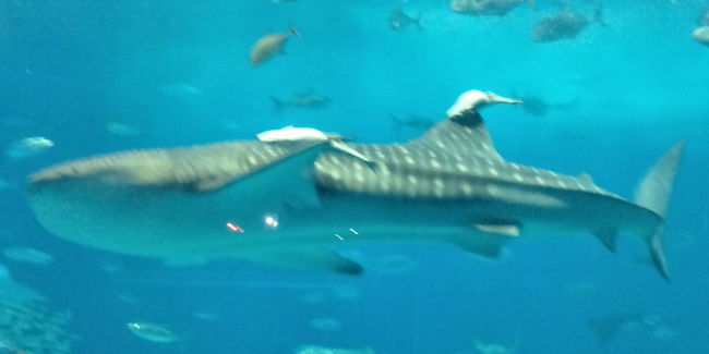沖縄旅行記2日目です。<br />2日目は「美ら海水族館」へ。ドライブメインの一日になりました。