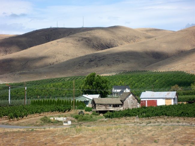 ワシントン州はカリフォルニアに次ぐアメリカ第二のワイン生産地。<br />その中心地であるヤキマ、そしてさらにワラワラ へ、<br />１泊２日のワインカントリー・ドライブです。<br /><br />シアトルよりヤキマまでは２時間、ワラワラへは４時間半のドライブです。