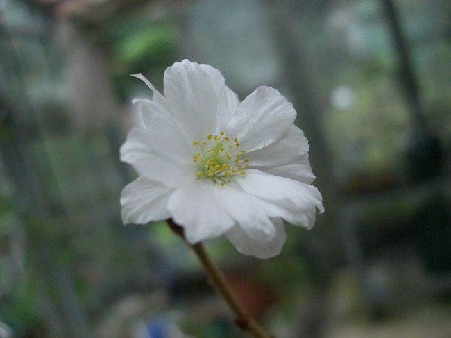 朝出かけようとしたら雨が降ってきた<br /><br />は〜あ　せっかくの休みなのに・・・<br /><br />今日は彼岸花＆青の藤袴を狙っていたのだが断念<br /><br />目的もなくなってしまいＴＶを見ていたら　ブルガリアの旅が紹介がされてる<br /><br />いいところだな〜と・・・<br />行ってみたいが行きにくいとこなんだろうとか？<br /><br />もっと詳しくしりたいネットで検索していたが途中で飽きてくる<br /><br />そうだそろそろ桜がどこかで見れるかもと　過去に行ったところを検索していたら　伊豆のさくらの里や新宿御苑で十月桜が咲き始めた<br />う〜ん　伊豆まで十月桜を見に行くのはコストパフォーマンスが悪すぎる（満開ならいいがまだちょぼちょぼだろうし）　新宿御苑は雨の日はつらいしと<br /><br />できればまだ見ていないさくらがいいんだがと検索続けていたら<br />は〜い　見つけました<br />兼六園四季桜が咲いてる？<br />電話で確認したら咲いてるが鉢植えで大きくはないし　今日も咲いてるかはという感じであったが　わざわざ確認に行ってくれた<br /><br />それで咲いているというお返事だったので　去年見損なってるしコレは出かけなければと雨にもかかわらず行ってきました<br /><br />行くまでは大変だが　ハウスの中にある小さな鉢植えなのでお花を見るのは問題なかった<br /><br />ただ写真に綺麗に撮れるかは別問題だった<br /><br /><br />ホームページ<br />http://www.pref.saitama.lg.jp/A06/BQ30/index/ichi.htm<br /><br />