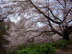 2008/4　井の頭公園　お花見