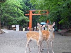 2008.06奈良（法隆寺・興福寺・東大寺）