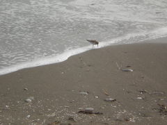 富津岬・・・＜ログハウスと夕暮れの浜千鳥＞・・