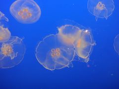 友達を訪ねてカナダへ！７日目