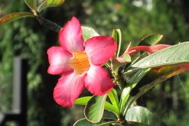 2009秋、ベトナム旅行記2(12/20)：9月14日(2)：ハロン湾の朝明け、クルージング出発