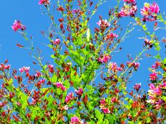 向島百花園＝萩のトンネル＝通り抜け　☆江戸の風流を感じて