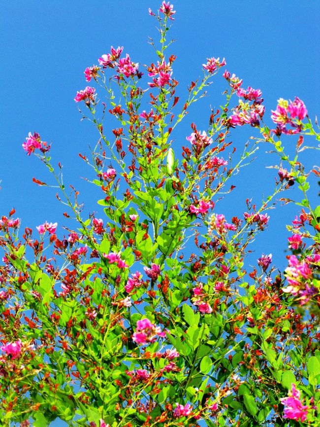 　向島百花園の名物である全長約３０ｍの萩のトンネルは、秋の風物詩です。萩は古くから日本人に親しまれ、万葉集で最も詠まれている花です。古代から愛され続けてきた花につつまれ、秋を楽しんでみてはいかがですか。赤紫、白、ピンク色の繊細で可憐な花につつまれて、風情のあるひとときをお過ごし下さい。 (下記より引用)<br />http://www.tokyo-park.or.jp/event_search/detail/e_search_dt000106.html<br /><br />江戸の町人文化が花開いた文化・文政期（1804〜1830年）に造られた庭園。庭を造ったのは、それまで骨とう商を営んでいた佐原鞠塢。交遊のあった江戸の文人墨客の協力を得て、旗本、多賀氏の元屋敷跡である向島の地に、花の咲く草花鑑賞を中心とした「民営の花園」を造り、開園しました。<br />「百花園」の名称は、一説では、「梅は百花に魁けて咲く」または「四季百花の乱れ咲く園」という意味でつけられたものです。<br /> <br />　民営としての百花園の歴史は昭和13年まで続き、同年10月に最後の所有者の小倉未亡人から東京市に寄付され、翌14年7月に東京市が有料で制限公開を開始しました。なお、昭和53年10月に文化財保護法により国の名勝及び史跡の指定を受けました。 <br /> 開園面積 ： 10,885.88平方メートル（平成21年6月1日現在） <br /><br />向島百花園については・・<br />http://www.tokyo-park.or.jp/park/format/outline032.html<br />