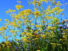 アンデルセン公園-9　メルヘンの丘*初秋の花便り　☆オミナエシ・ハギ・・