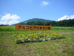 2009　恒例　夏の家族旅行④アルコピアひまわり園