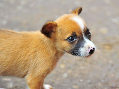 Sri Lanka　　７ スリランカの犬＋キャンディの烏