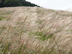 ２００９年９月１９日　箱根 仙石原 すすき野原 は、陽を浴びて黄金色に輝いていました。