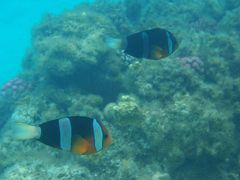 ☆座間味島・日航アリビラでのバカンス☆　その１