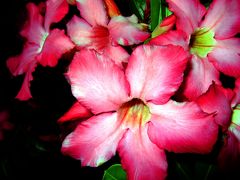 神々の島を奏でる足音 in バリ島★2009　03　2日目【バリ島】