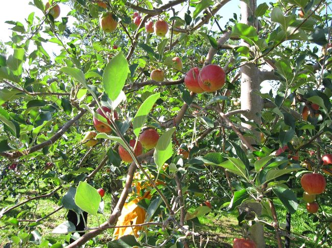 9月の五連休を利用して、北海道旅行を満喫することを目的に余市にある果樹園に行ってきました。天候も良く、りんご・梨・プルーン・ぶどう狩りをしてきました。
