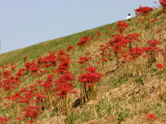 荒川土手沿いウォーキング