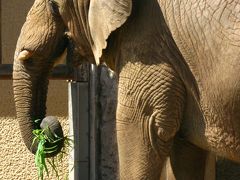 アフリカ園の動物たち　in TAMA ZOO  02☆アフリカ象・キリン･シマウマ・・