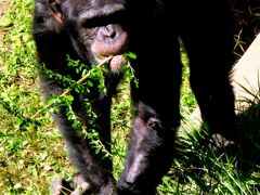 チンパンジーの森　in TAMA ZOO  03☆オランウータンも