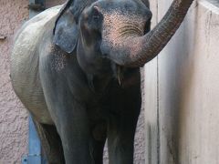 アジア園の動物たち　in TAMA ZOO  06☆アジアゾウは敬老の祝い