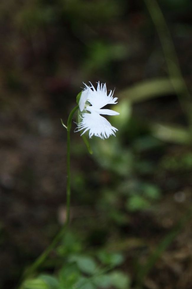 六甲山へドライブし周辺を散策<br /><br />六甲高山植物園、六甲ガーデンテラスを廻り、六甲山ホテルに宿泊。<br /><br />表紙の写真は、六甲高山植物園にてサギソウの花<br /><br />六甲ガーデンテラスＨＰ・六甲高山植物園ＨＰ　http://www.rokkosan.com<br /><br />六甲山ホテルＨＰ　http://www.653.co.jp