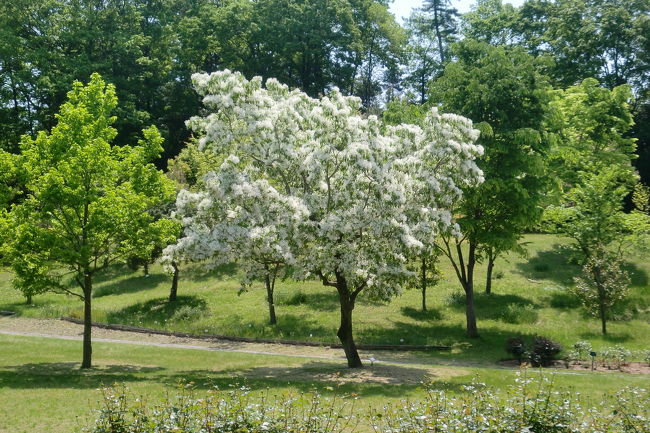 花フェスタ記念公園へいっていきました。<br /><br />ヒトツバタゴです。　<br /><br />岐阜・愛知・対馬に自生する落葉高木で　ナンジャモンジャともいいます。　この名前の由来は雪が積もったような姿に「何じゃ」「物じゃ」と問答したということからだそうです。<br /><br />http://www.hanafes.jp/hanafes/s-annai.htm