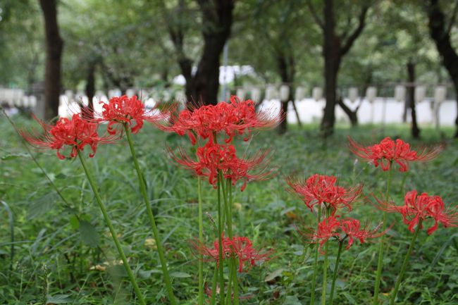 平野神社の神苑り彼岸花が見ごろです。<br />平野神社は桜の名所ですが、今の時期は彼岸花とムラサキシキブが見ごろです。<br />神苑は自由に散策でき、訪れる人もまばらです。彼岸花鑑賞の穴場でしょう。