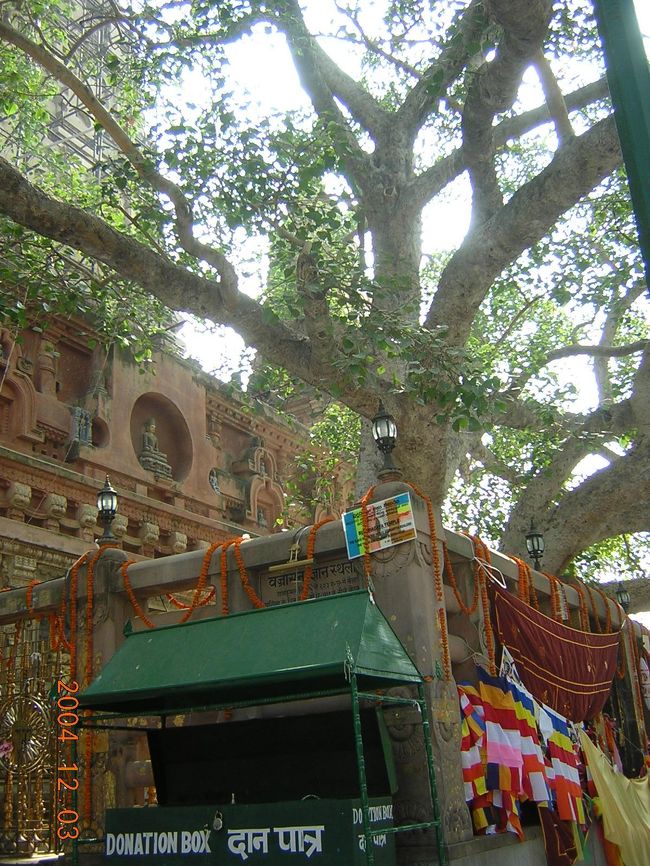 仏教の聖地であるブッダガヤを訪れる。<br />ブッダが悟りを開いたと言われるマハーボディ寺院がある。<br />そのほか各国の仏教寺があった。