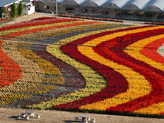 世羅高原の花々（ダリア・ゆり・ケイトウ）