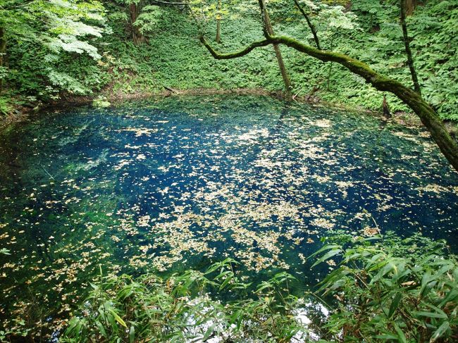 前の週までは沖縄で夏満喫だったって言うのに一変。<br />今度は少～し紅葉の始まったすっかり秋模様の東北です♪<br /><br />今回は細かく場所ごとに作成していきます＾＾<br /><br />※表紙は世界遺産白神山地の十二湖のうちの青池です。