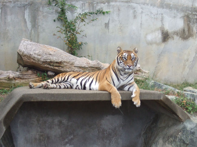 大好きなかみね動物園に行ってきました♪