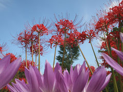 イヌサフランの花