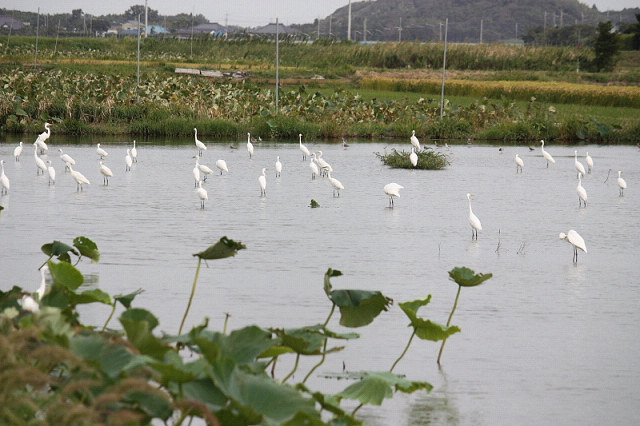 茨城県稲敷市の西の洲でバードウォッチングを楽しんできました。<br /><br />写真は西の洲の蓮田に集まるサギの群。<br />