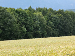 新蕎麦の季節までもう少しお待ち下さい。そばの花咲く戸隠展望苑　/　長野県