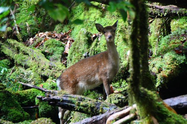 白谷雲水峡にて、もののけ姫の森～太鼓岩をトレッキング<br />☆詳細ルート<br />白谷入口→さつき吊橋分岐→楠川歩道→もののけ姫の森→太鼓岩→（下り帰し）→原生林歩道→弥生杉歩道→白谷入口