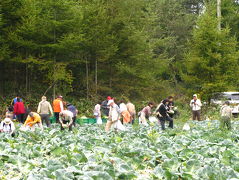 2009.9よみうり貸切農園秋の大収穫祭（読売旅行）に参加2-キャベツ畑