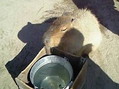 トリアス久山　トリアスふれあい動物園