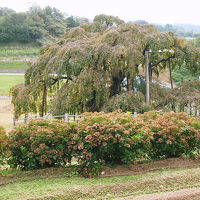 ♪＜三春の温泉と三春の滝桜＞♪