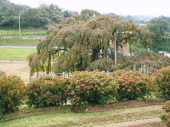 ♪＜三春の温泉と三春の滝桜＞♪