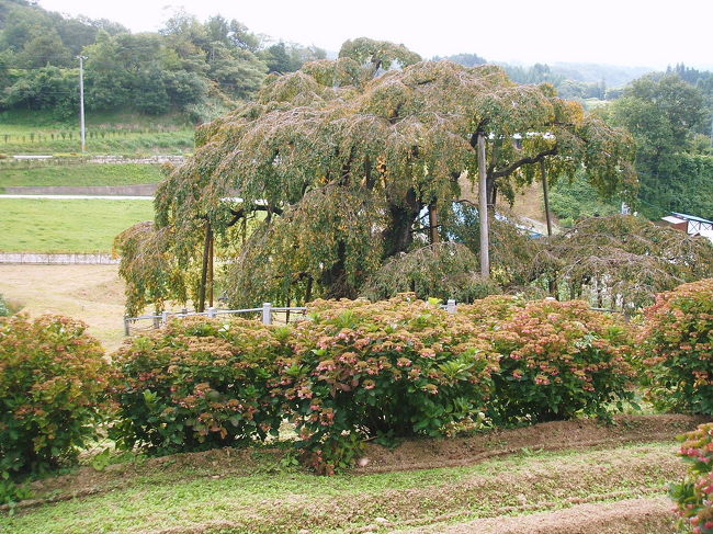 　三春といえば、日本三大桜の滝桜があまりにも有名です。<br />　大滝根山に登った日、あったかいお風呂と料理が自慢の、三春の郷里　馬場の湯、若松屋旅館に宿を取りました。<br />　翌日は、猪苗代湖から会津若松へと行ったのですが、朝一番に、まず三春の滝桜と三春ダムを見に行きました。