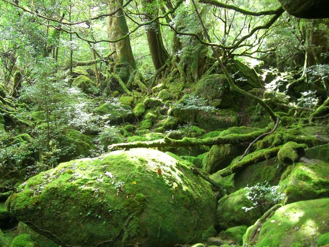 突然思い立って屋久島に行ってきました。<br />4泊5日と、かなりのんびりするプランだと思ってたけど、行ってみたら4泊じゃちょっと短い！！<br />やれたこともいっぱいあるけど、やり残したこともすごくたくさんあります。<br />また、屋久島に行きたいです！<br /><br />今回の旅の行程はこれ。<br /><br />9/28  屋久島へ移動<br />9/29  もののけ姫の森のモデル、白谷雲水峡<br />9/30  縄文杉登山<br />10/1  屋久島一周ドライブ<br />10/2  名古屋へ帰宅(泣)